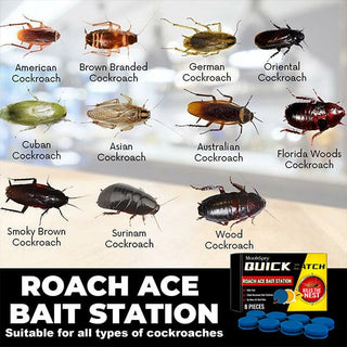 Cockroach killer sticker & bait